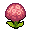 Astrom Blush